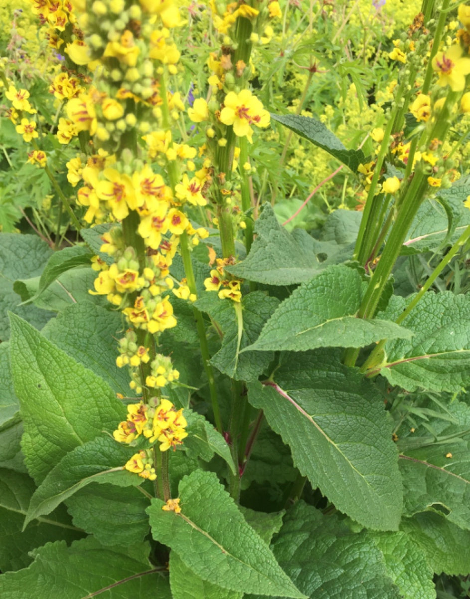 MULLEIN 'Black' --Verbascum nigrum 'Wild Type'--