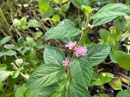 VERBENA 'Oaxaca Lemon' --Lippia alba--