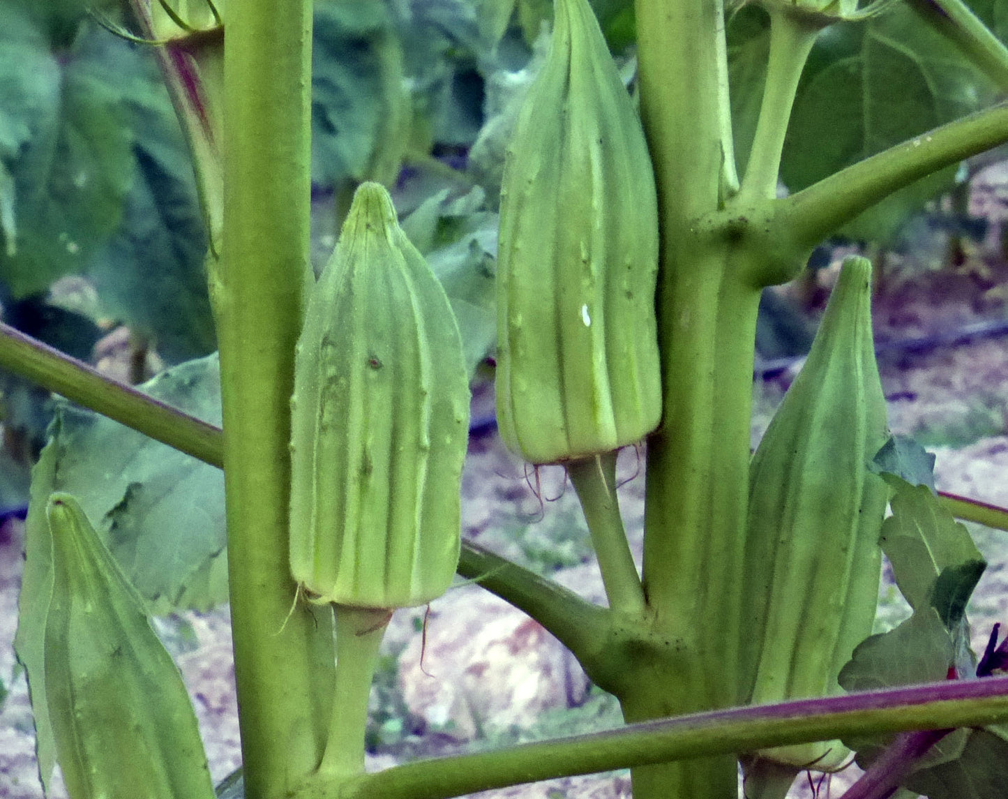 OKRA 'Star of David'