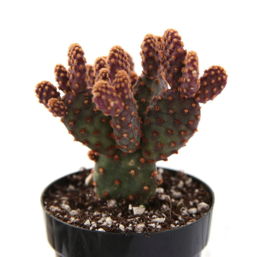 Opuntia rufida minima f. monstrosa --Mini Cinnamon Cactus--