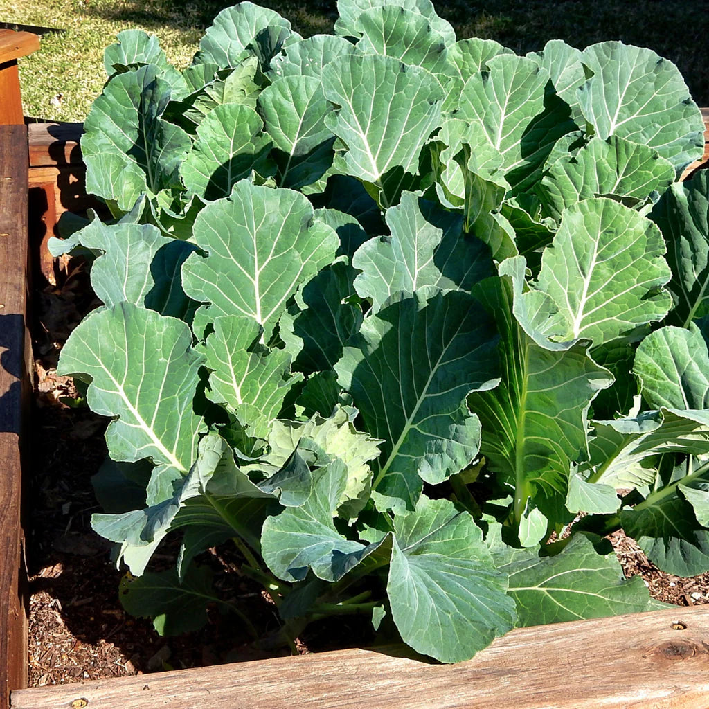 COLLARDS 'Georgia Green'