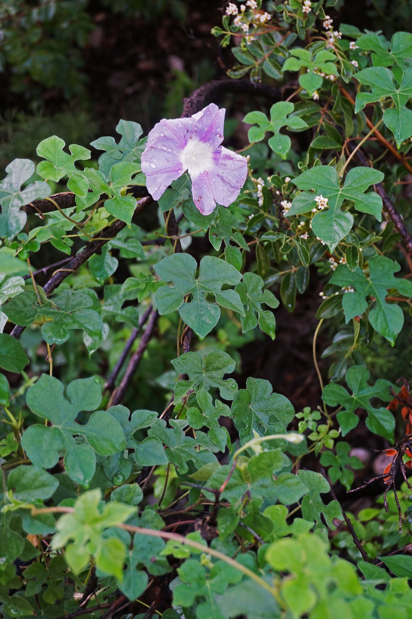 Ipomoea lindheimeri --Lindheimer's Morning Glory--