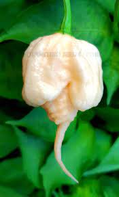 PEPPER 'Peach Carolina Reaper'