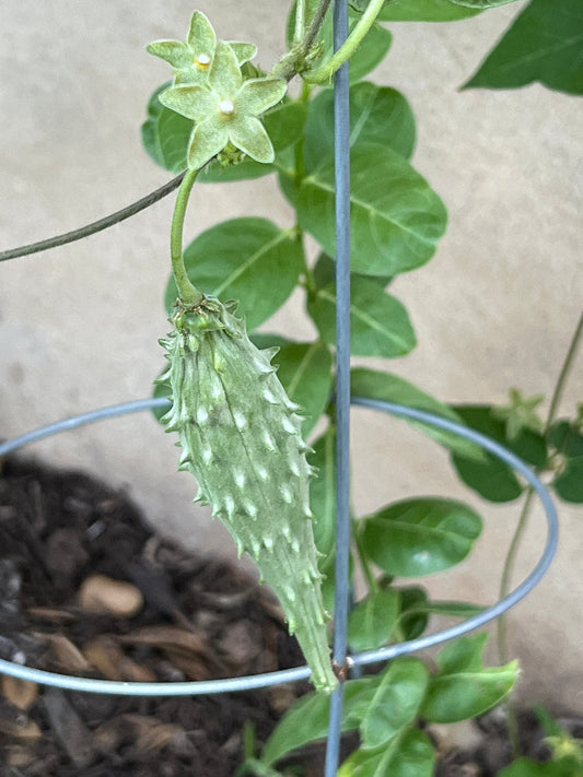 Matelea reticulata --Pearl Milkweed Vine--