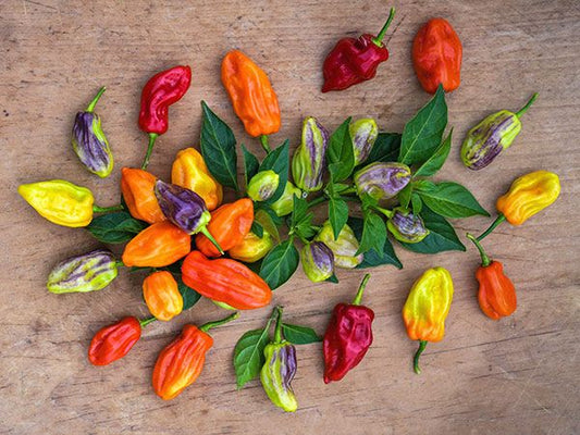 PEPPER 'Tobago Seasoning'