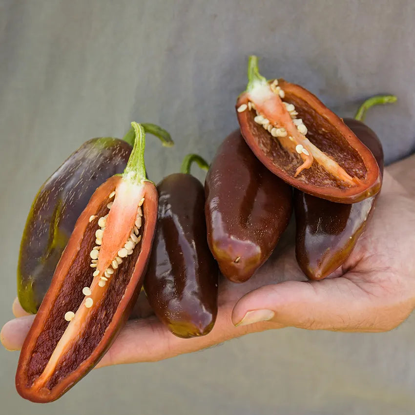 PEPPER 'Brown Jalapeño'