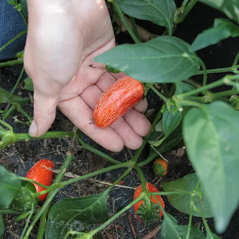 PEPPER 'Orange Spice Jalapeño'