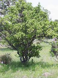 PERSIMMON 'Texas' --Diospyros texana--