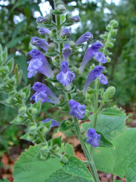 Scutellaria ovata --Heartleaf Skullcap--