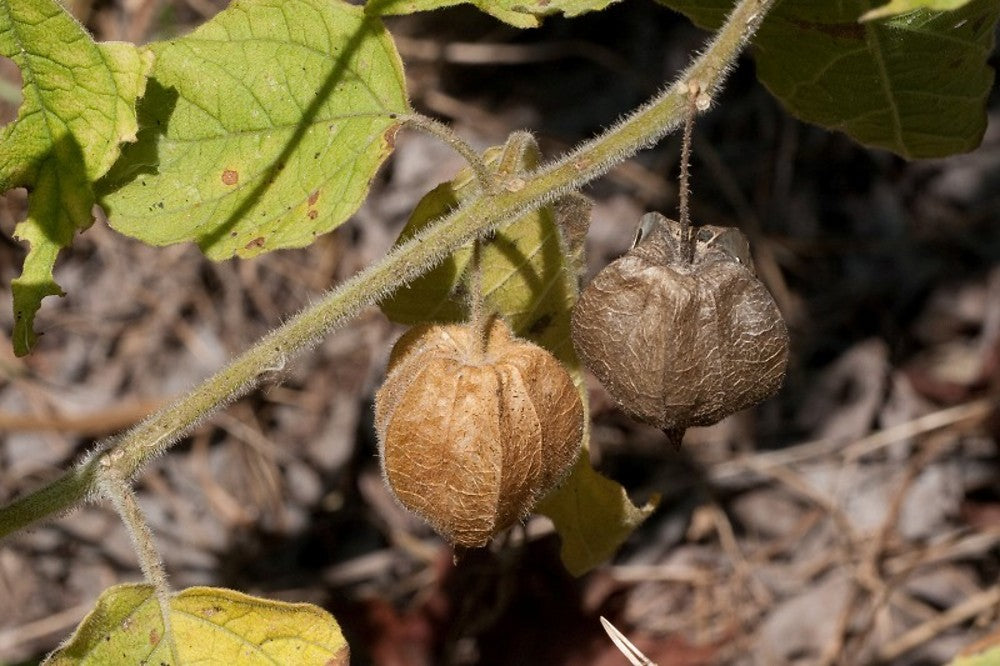 GROUNDCHERRY 'Hairy'