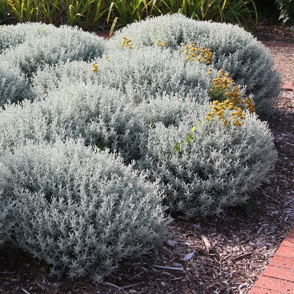 Santolina chamaecyparissus --Gray Lavender-Cotton--