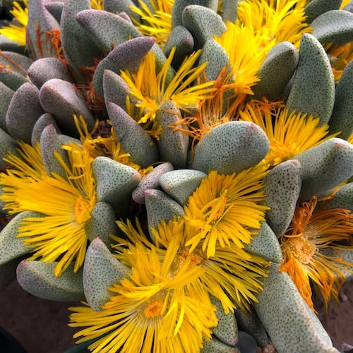 Pleiospilos compactus --Split Rock Mimicry Plant--