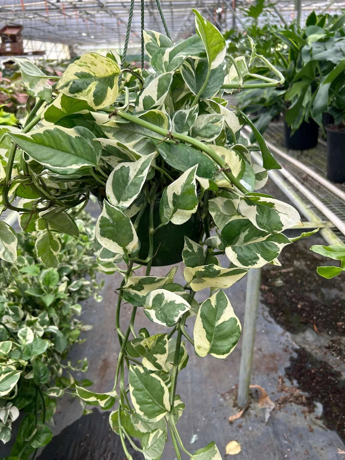 Epipremnum aureum --N' Joy Pothos--