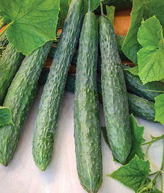 CUCUMBER 'Dragon Suhyo'