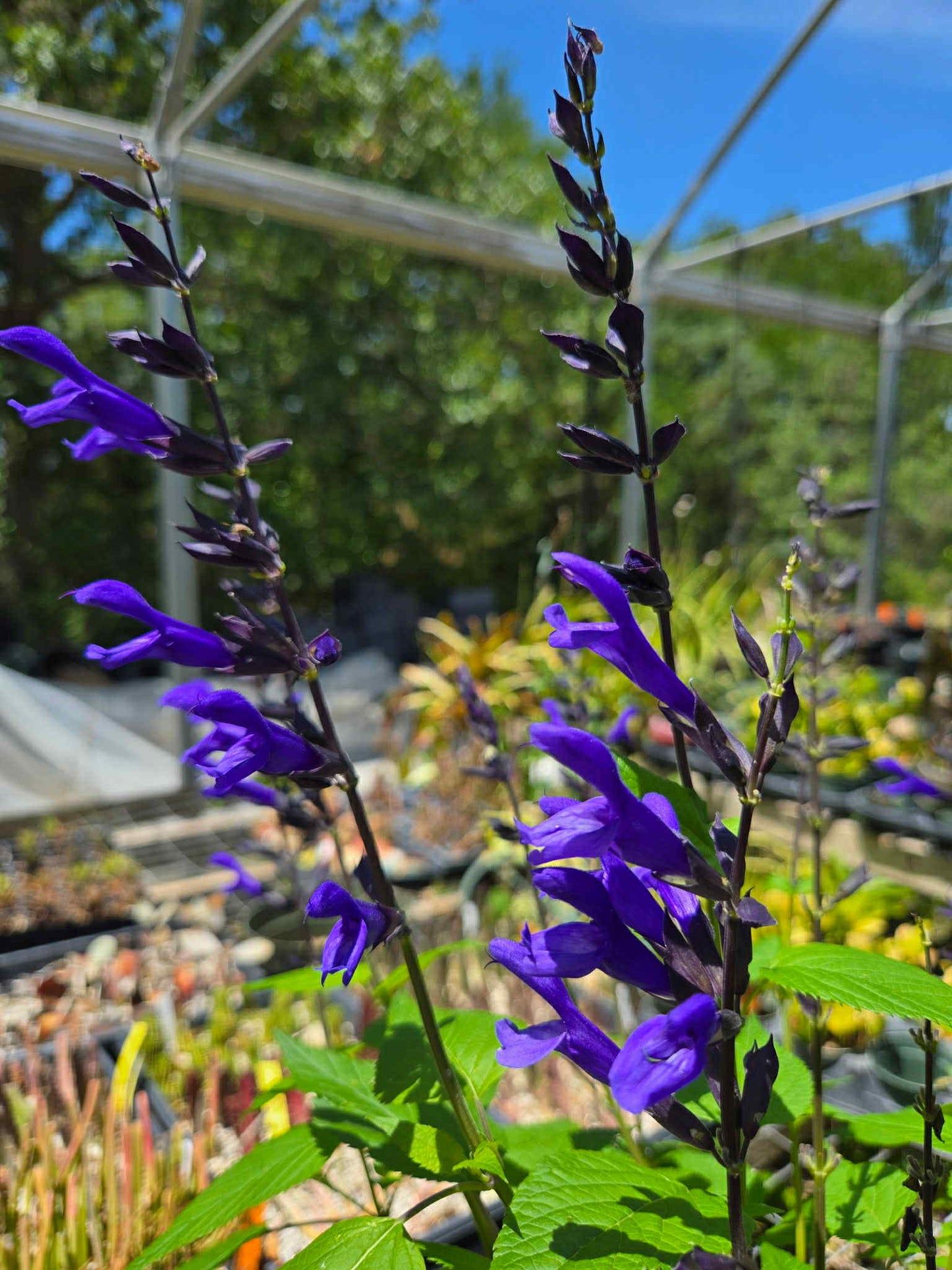 Salvia guaranitica --Ultraviolet Sage--