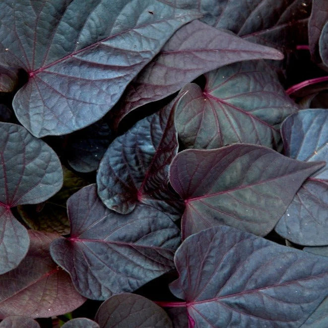 SWEET POTATO 'Purple Heart'