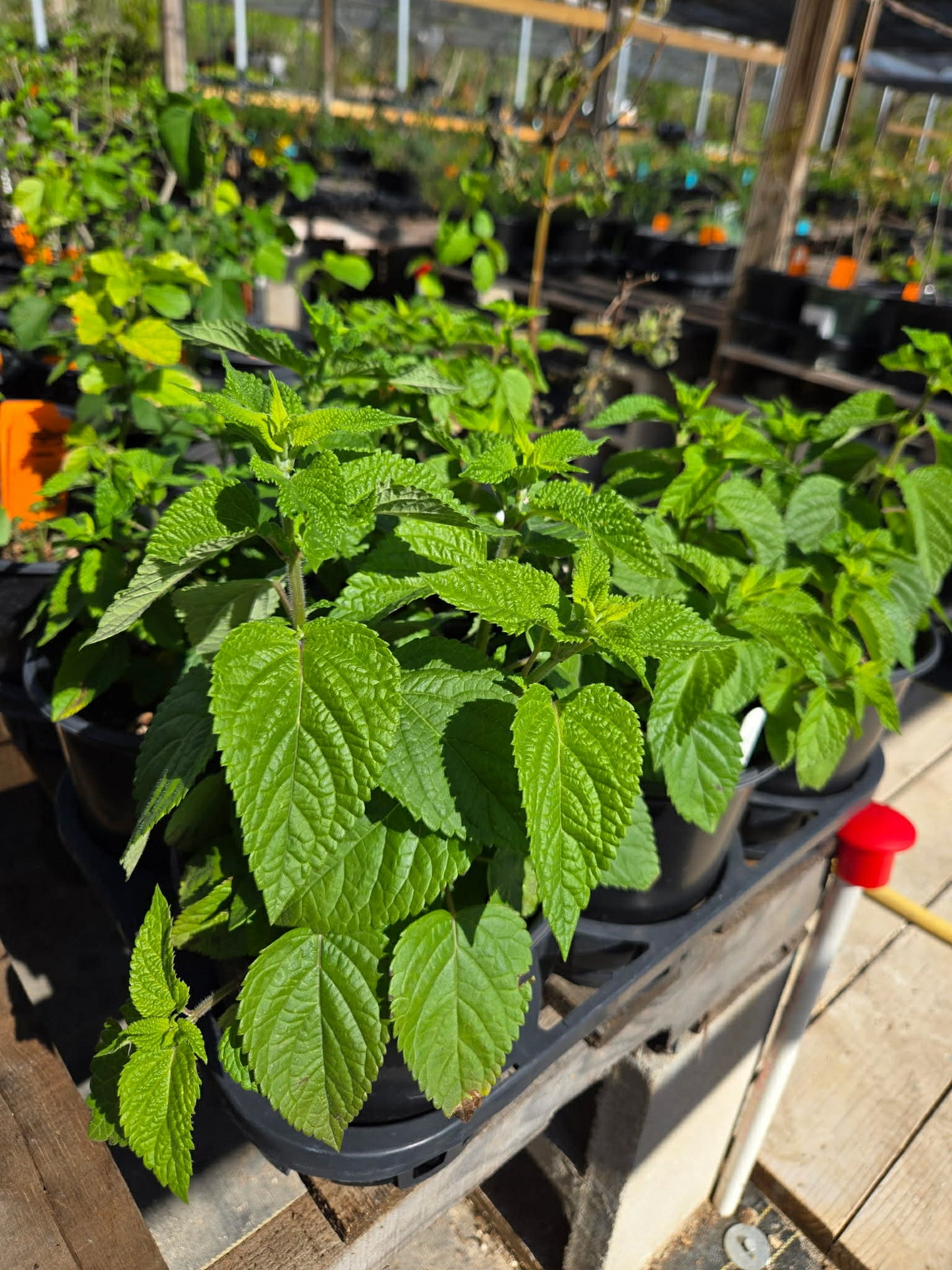 Salvia guaranitica --Magenta Pink Sage--