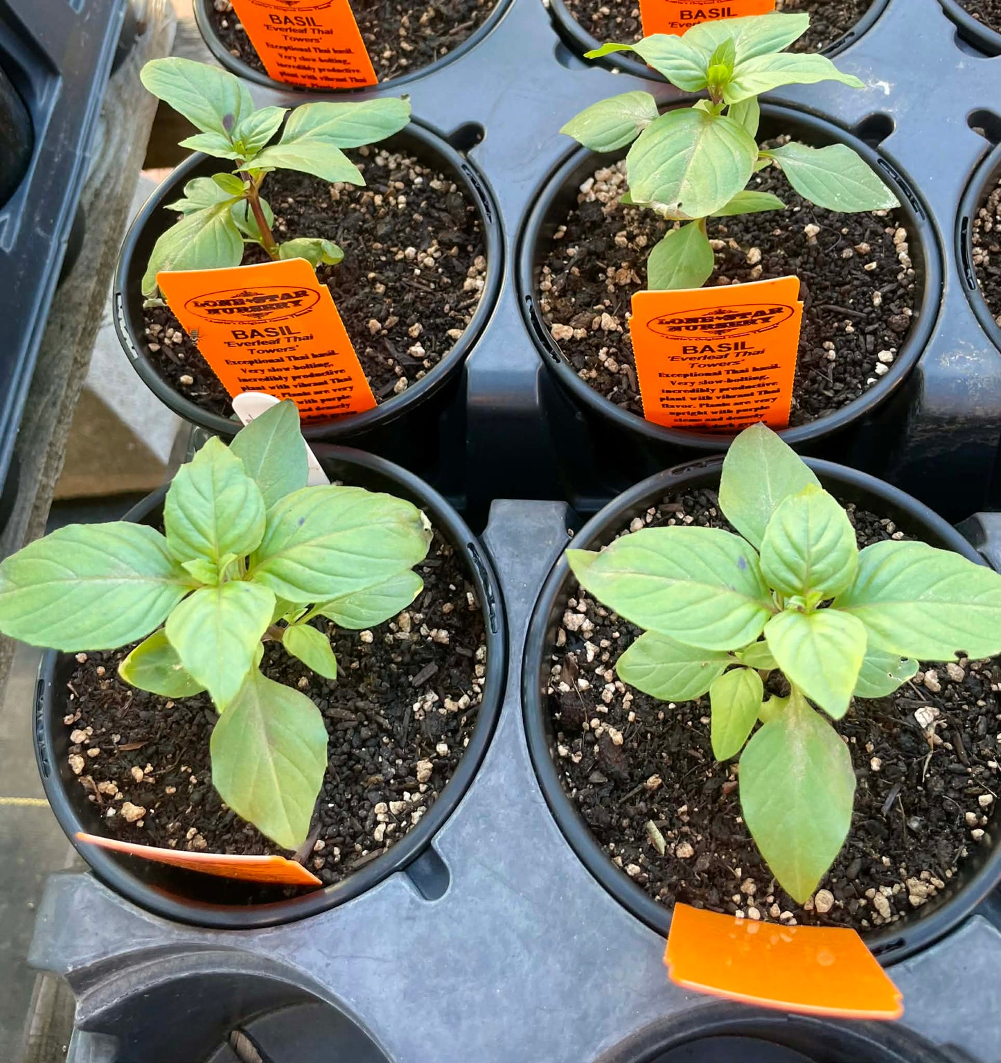 BASIL 'EverLeaf Thai Towers' --Ocimum basilicum--