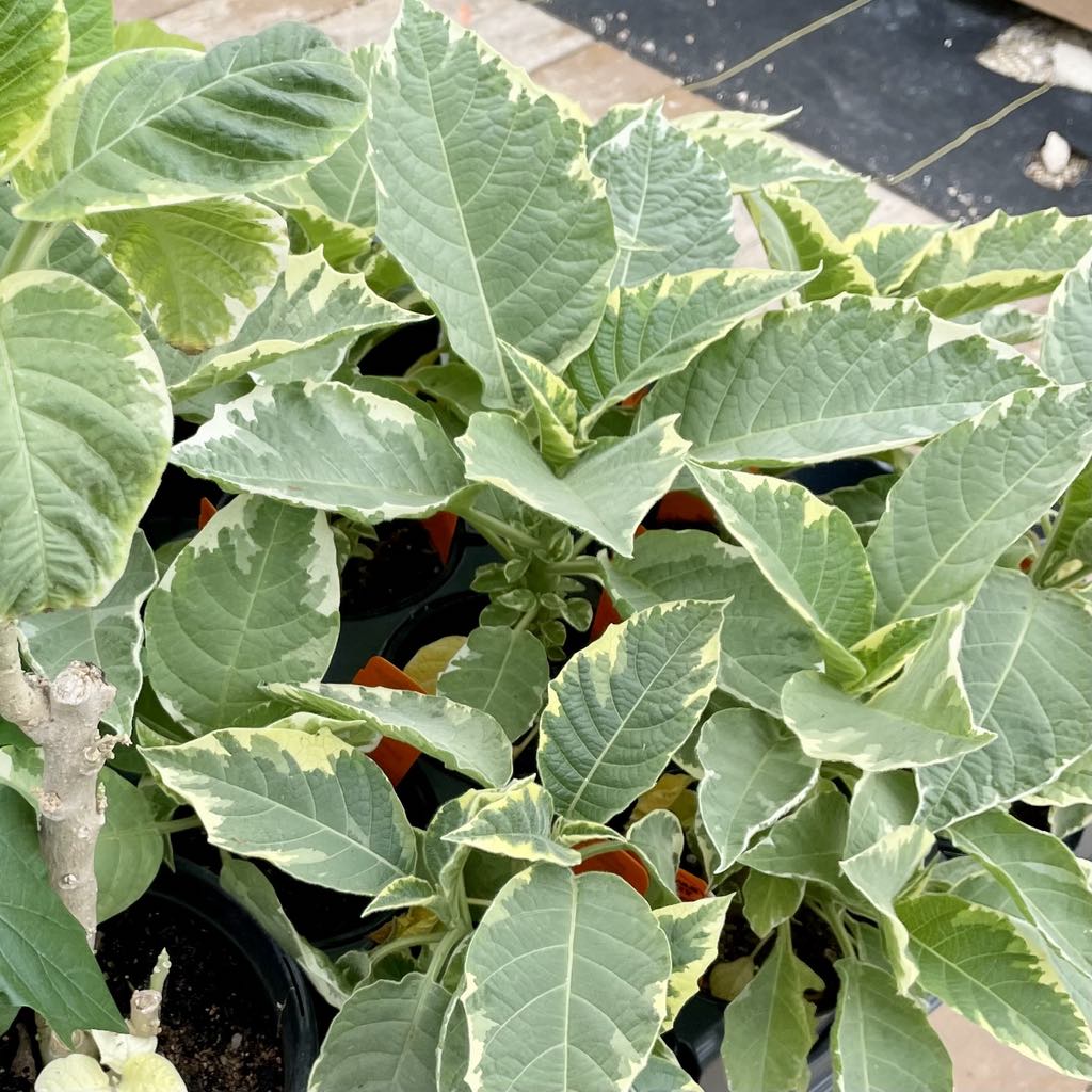 ANGEL TRUMPET 'Sunset Variegated' --Brugmansia--