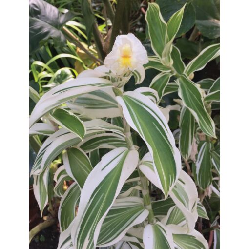 GINGER 'Variegated Spiral' --Costus arabicus 'Variegatus'--