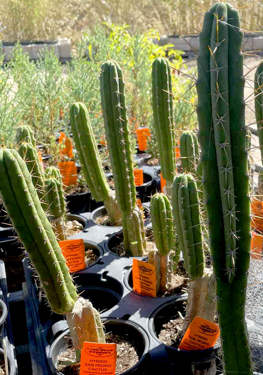 san pedro cactus austin tx Trichocereus pachanoi 'Alpine x Dafq'