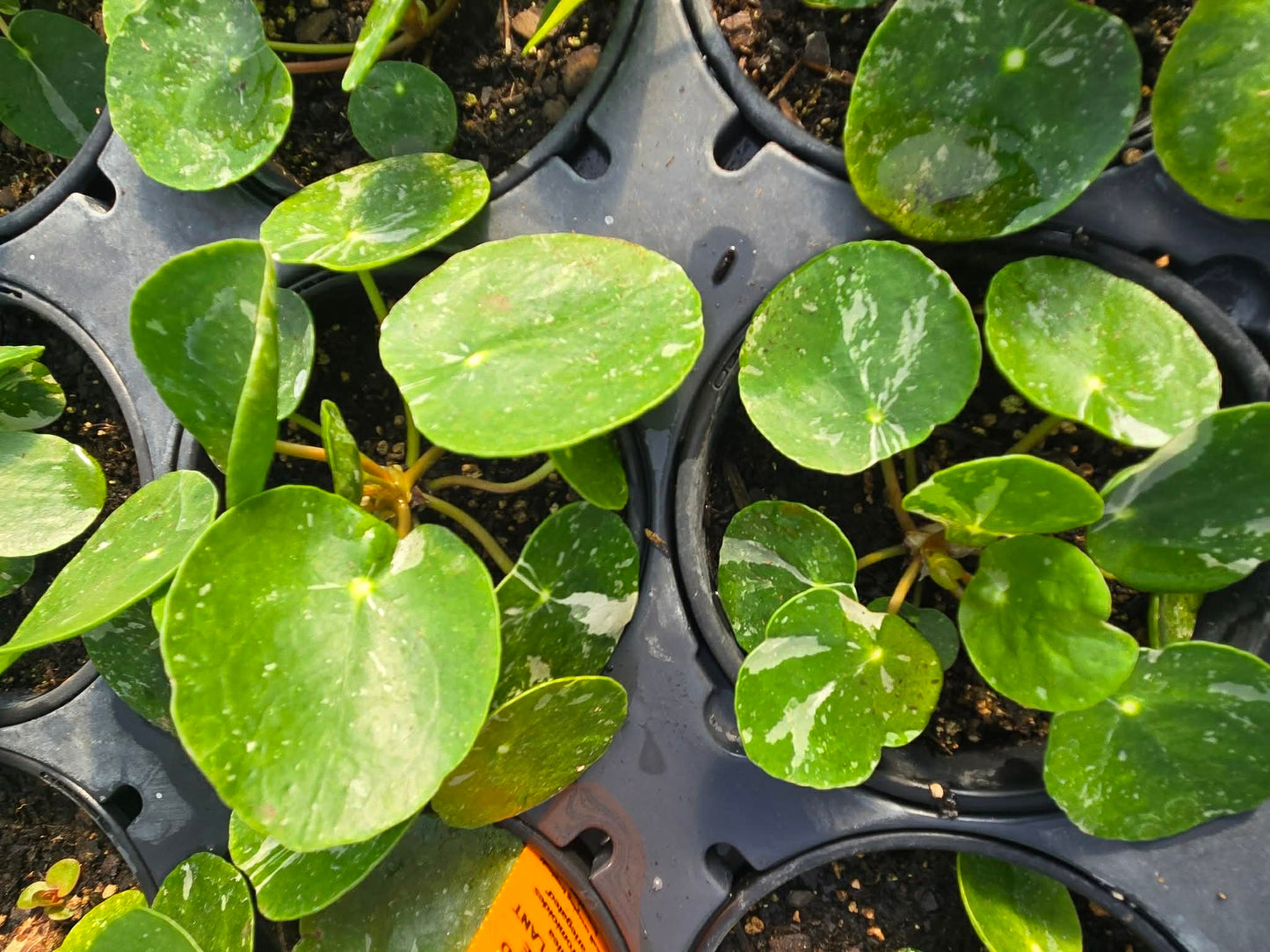 Pilea peperomioides 'White Splash' --Variegated Chinese Money Plant--
