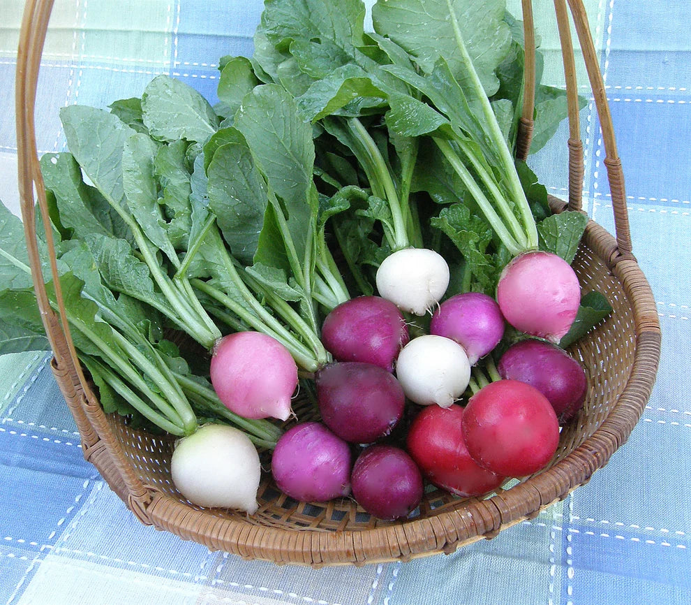 RADISHES 'Easter Egg II'
