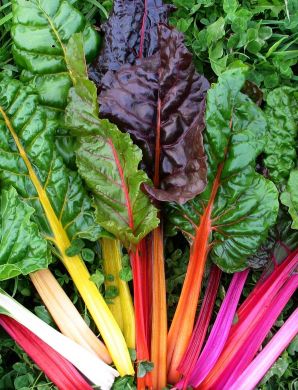 CHARD 'Improved Rainbow'