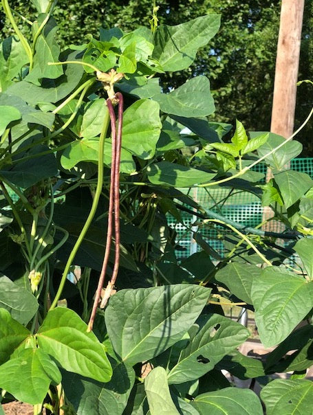 BEAN 'Chinese Red Noodle' --Vigna unguiculata--