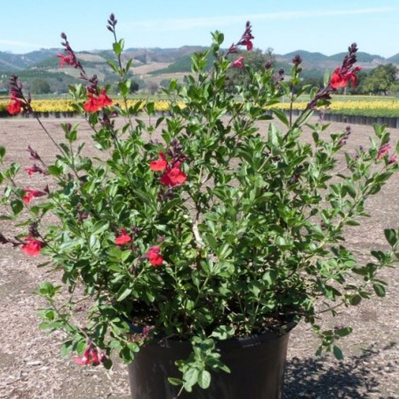 Salvia greggii --Red Autumn Sage--