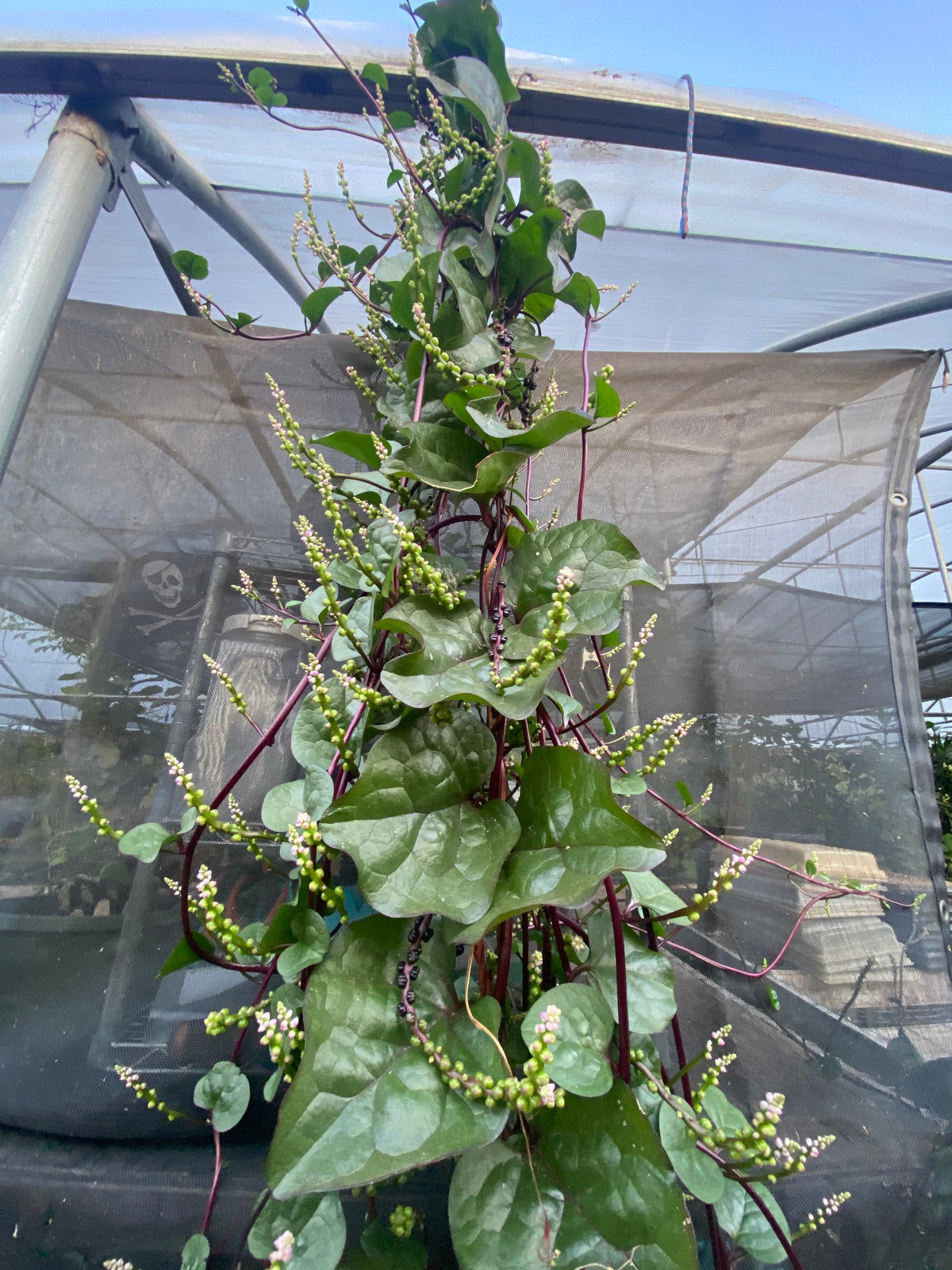 SPINACH 'Malabar Red-stem' --Basella alba--