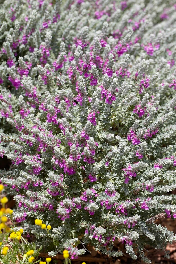 Teucrium marum --Mediterranean Germander--