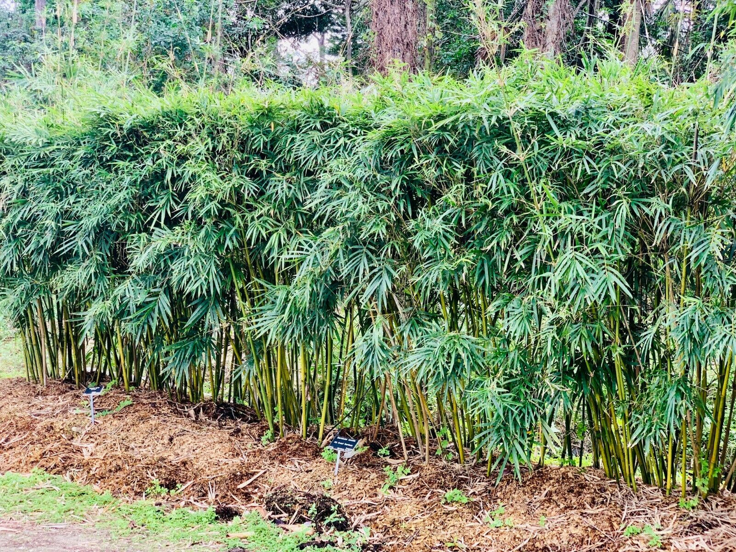 Bambusa textilis 'RG Dwarf' --Weaver's Dwarf Graceful Clumping Bamboo--