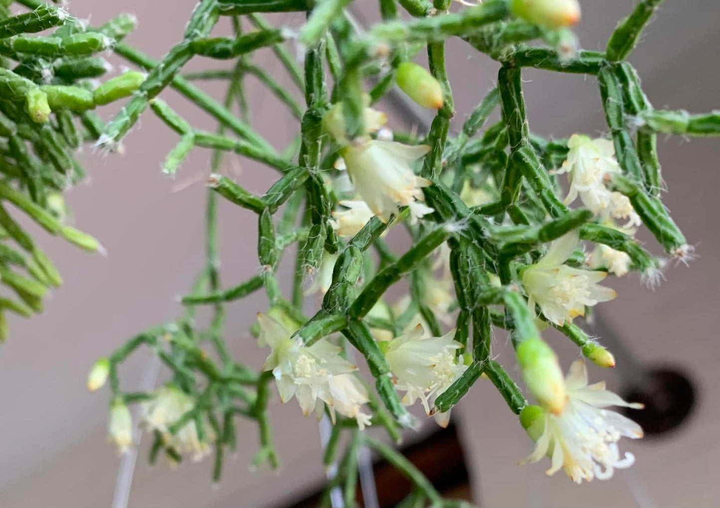 Rhipsalis cereuscula --Coral Cactus--