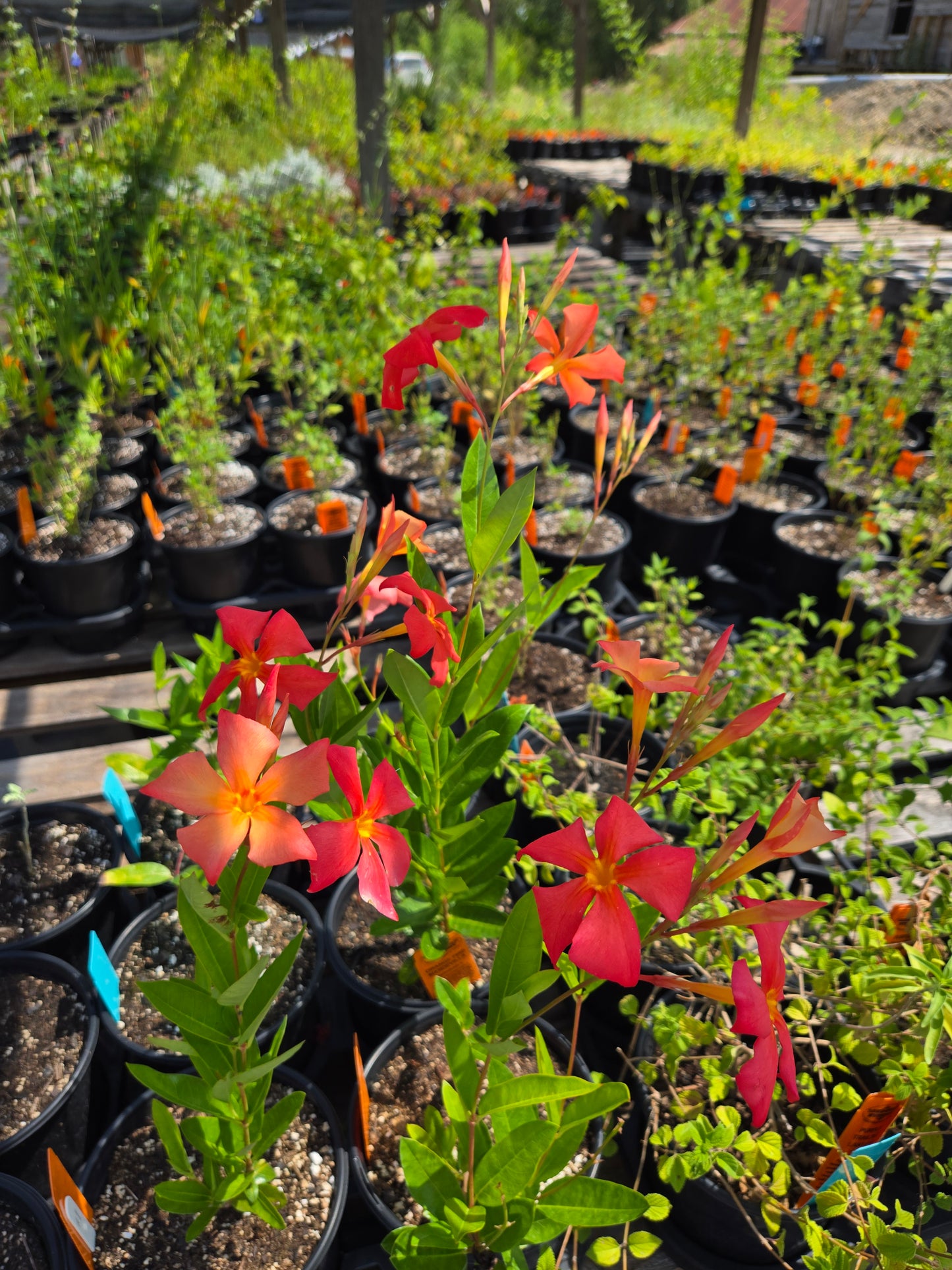 Dipladenia x. --Orange Fire Mandevilla--