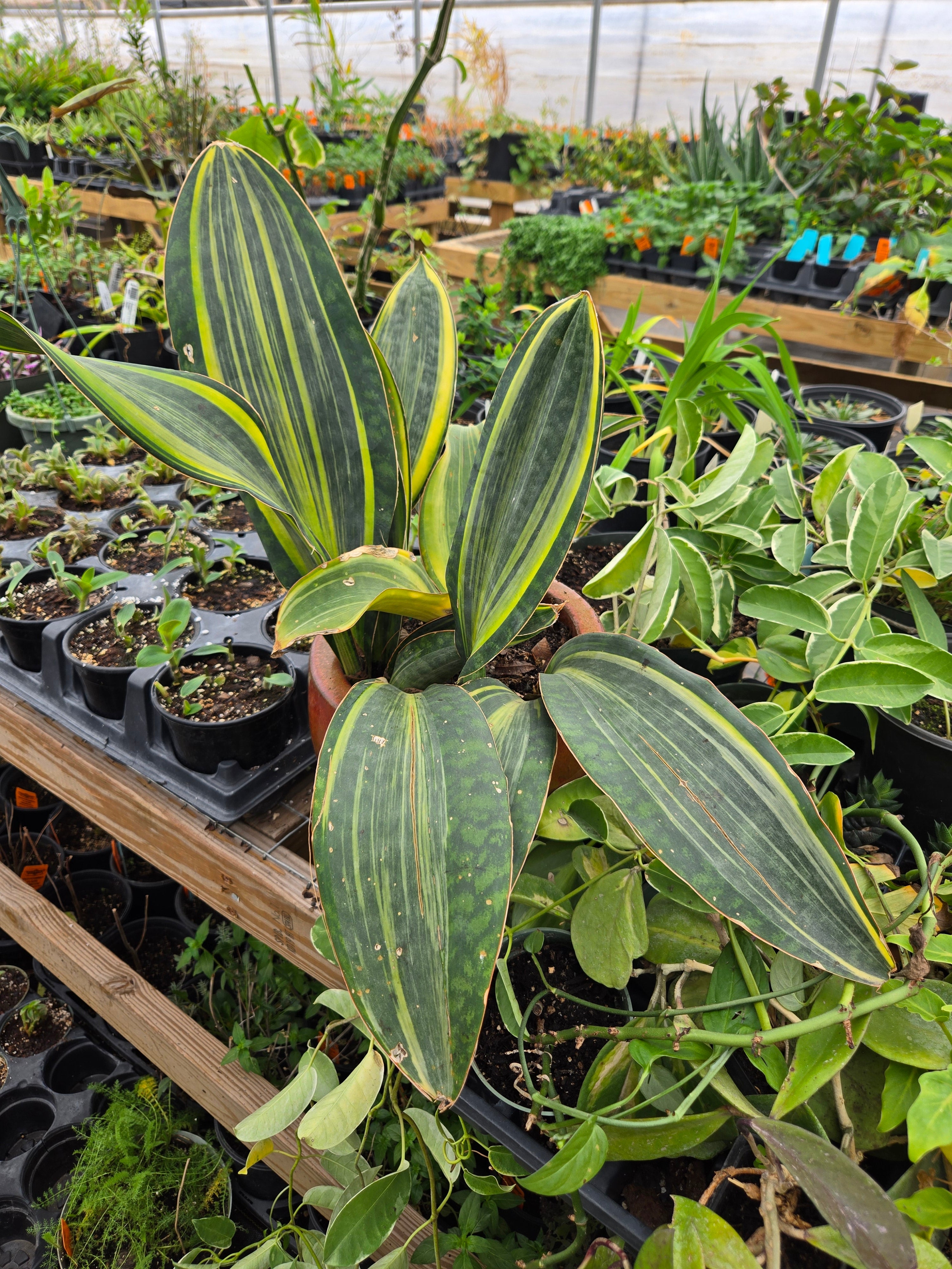 Sansevieria masoniana 'Variegata' --Variegated Whal - Lone Star
