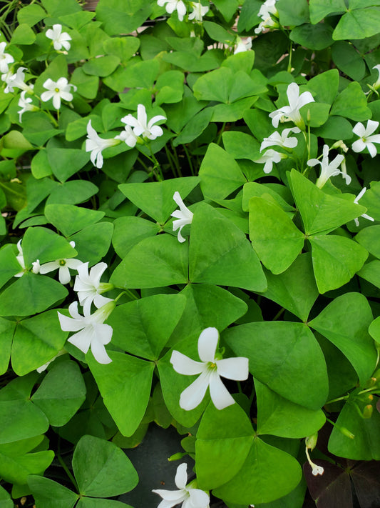 Oxalis Regnellii --Green Shamrock--