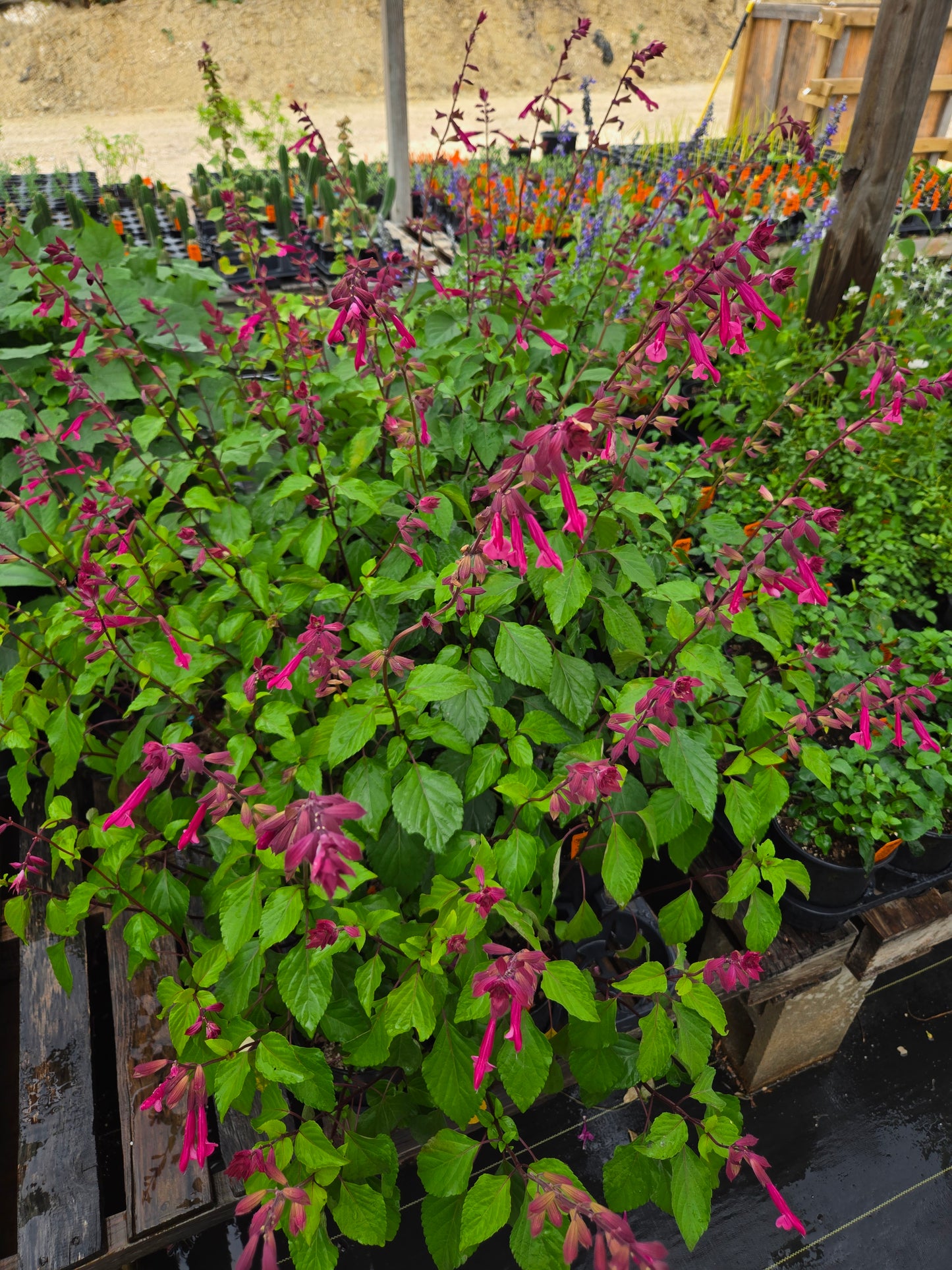 Salvia hybrida --Wendy's Dark Wish Sage--