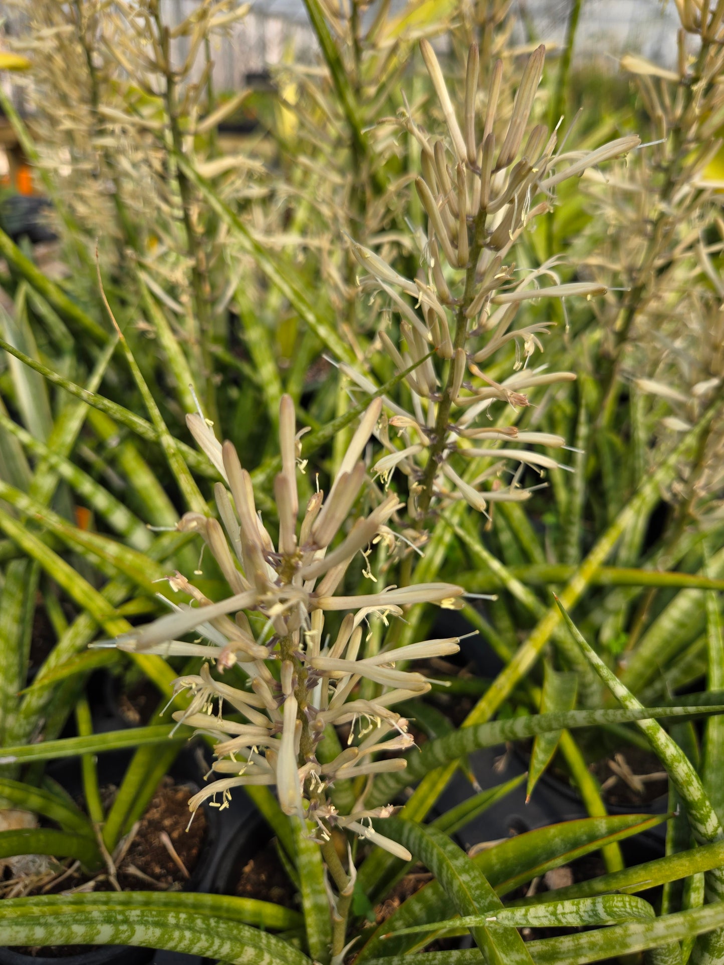 Sansevieria --Fernwood Punk Snake Plant--
