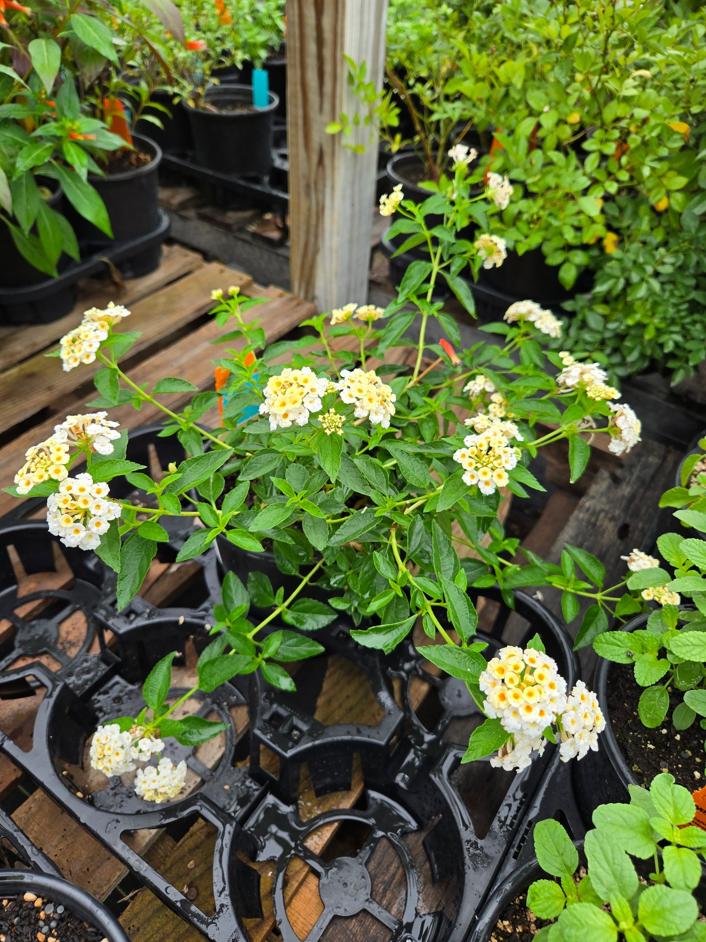Lantana camara --Cream Spreading Lantana--