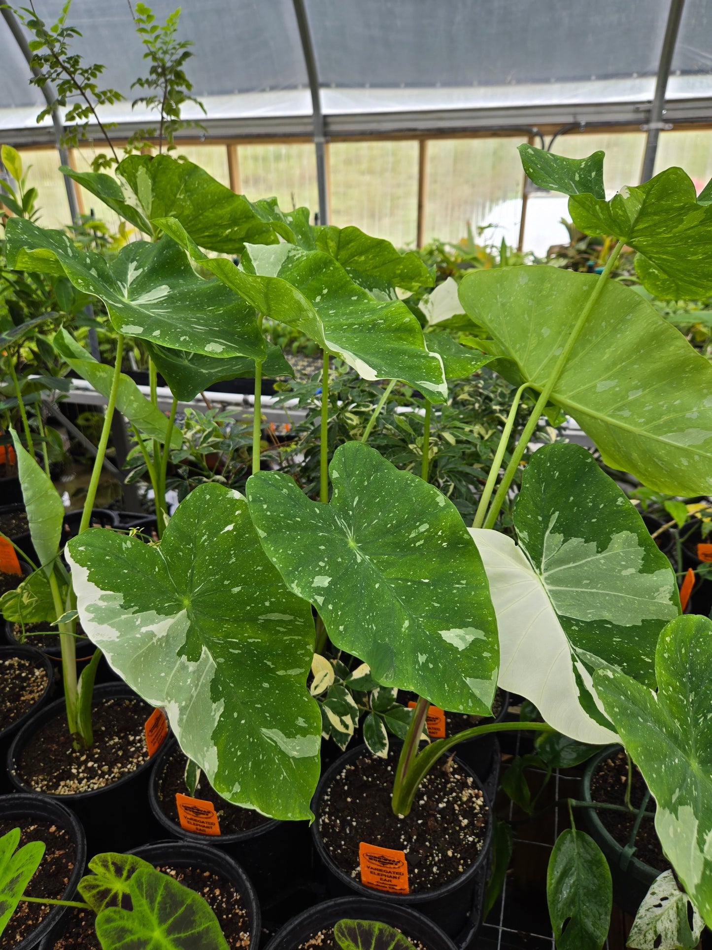 Colocasia esculenta 'Elepaio' --Variegated Elephant Ear--