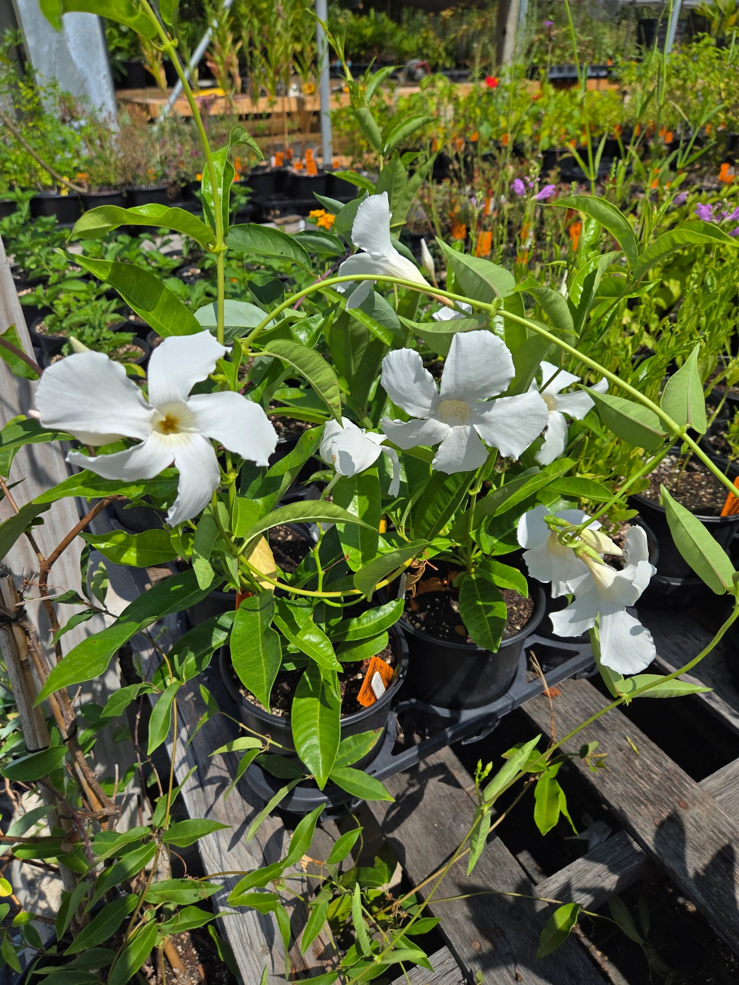Mandevilla 'Sunmandeho' --Giant White Mandevilla--