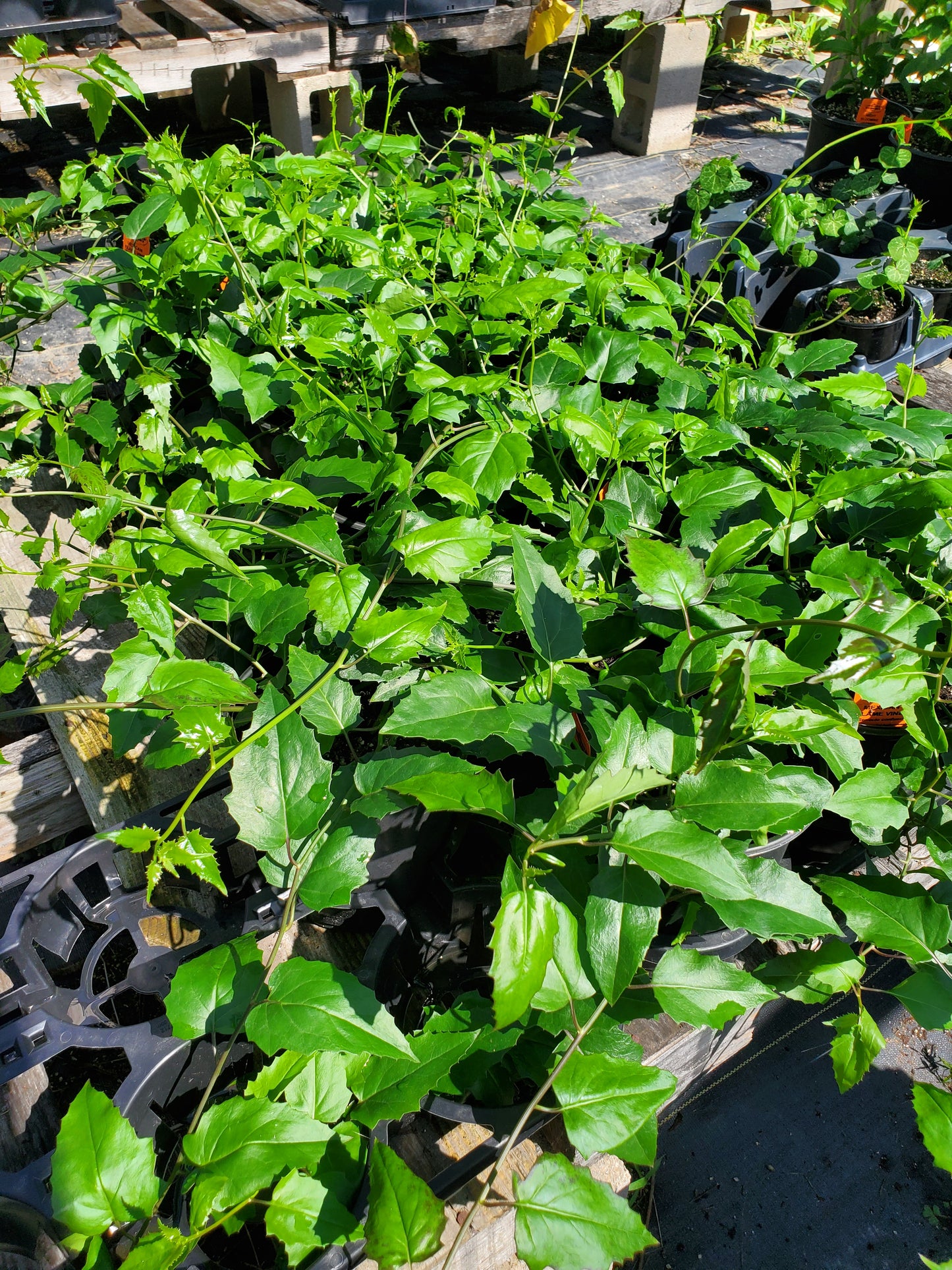 Senecio confusus --Mexican Flame Vine--