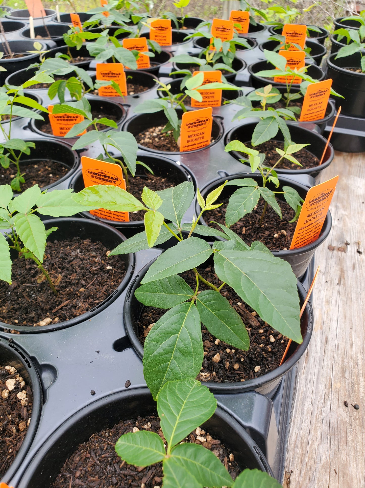 Ungnadia speciosa --Mexican Buckeye--