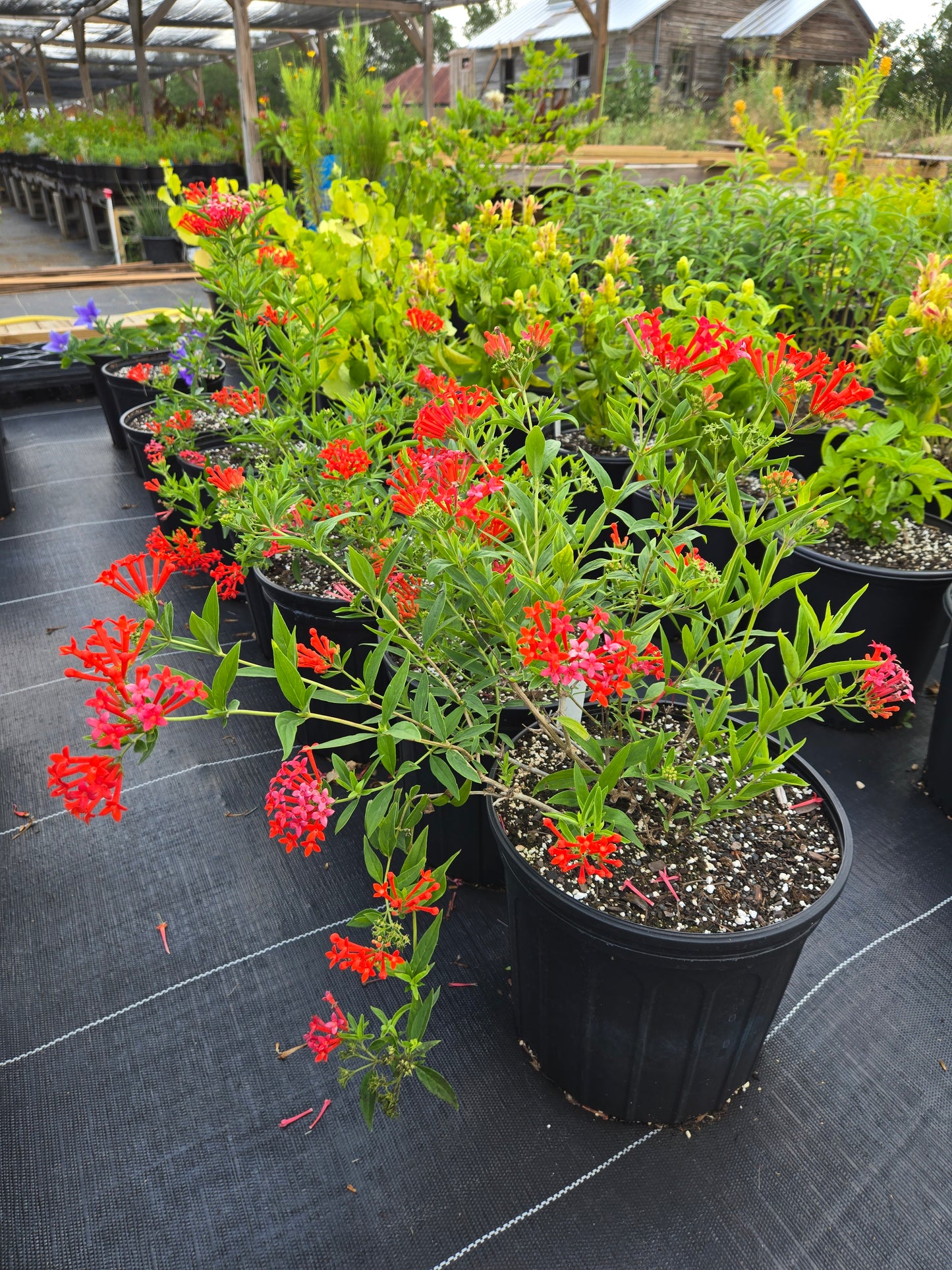 Bouvardia ternifolia --Firecracker Bush--