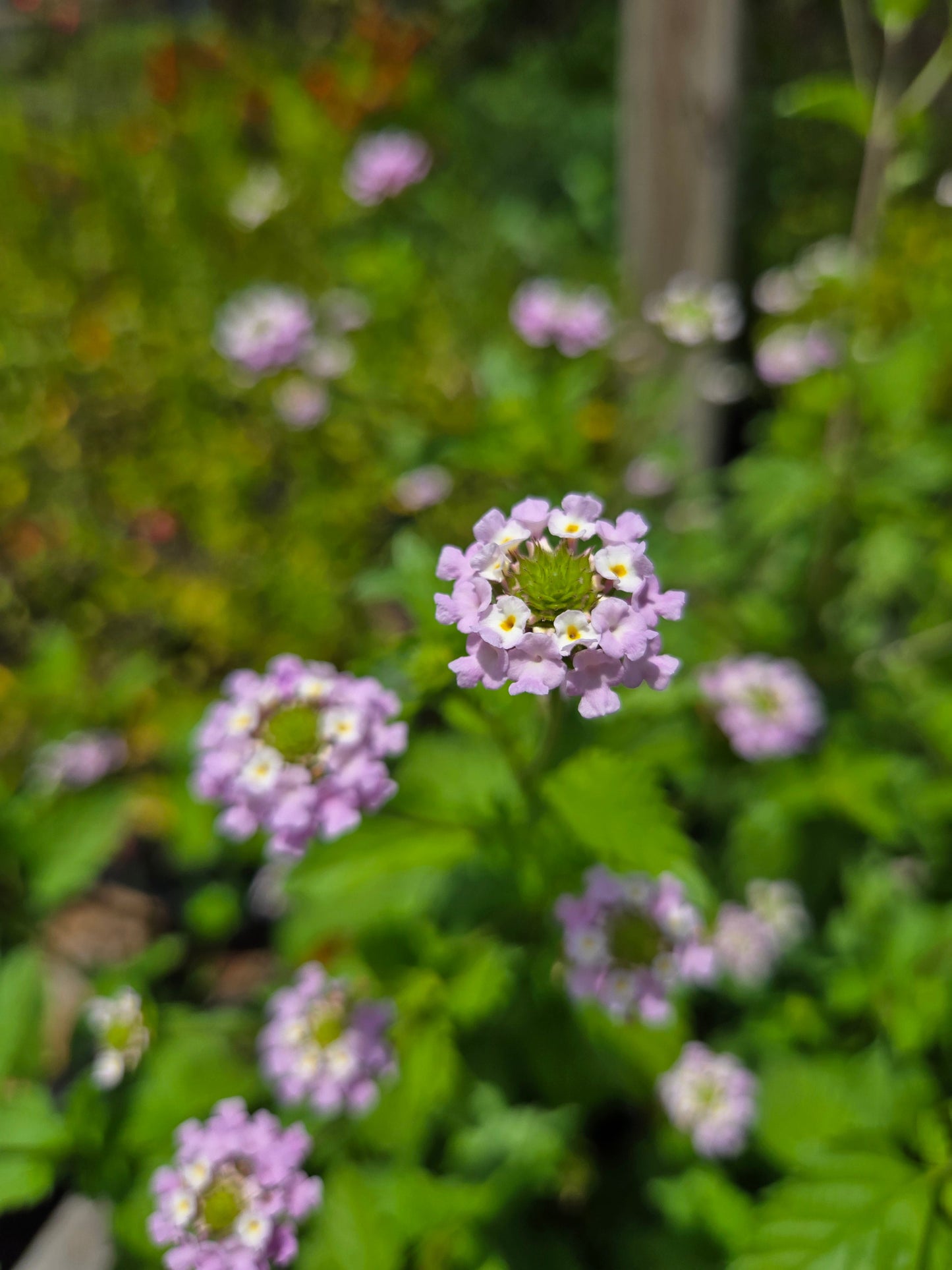 Lantana achyranthifolia --Brushland Shrubverbena--