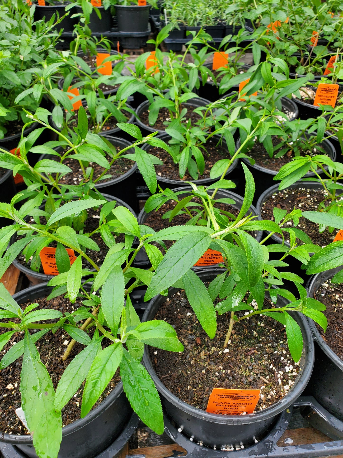 Buddleja davidii --Black Knight Butterfly Bush--