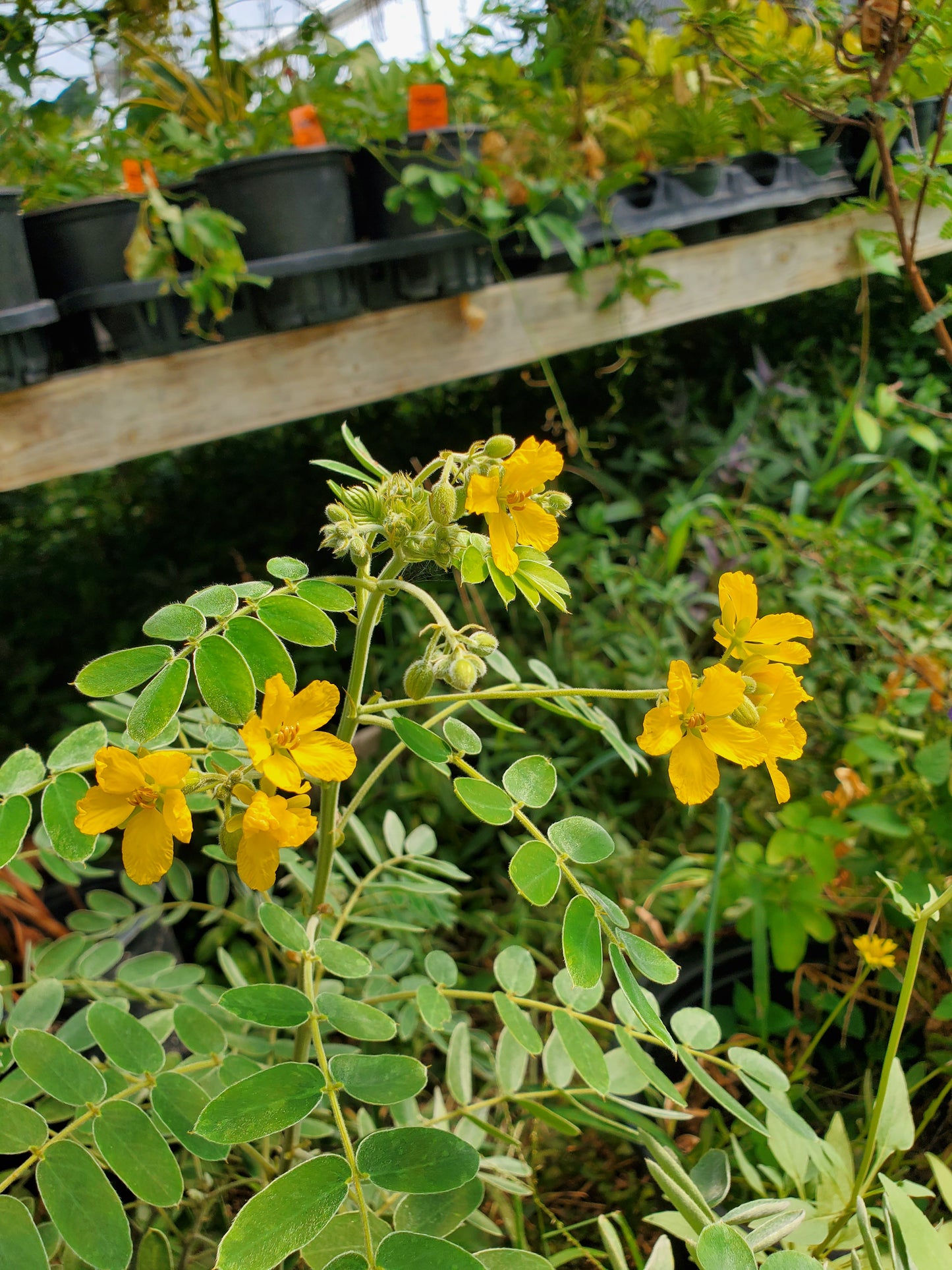 Senna lindheimeriana --Velvet-Leaf Senna--