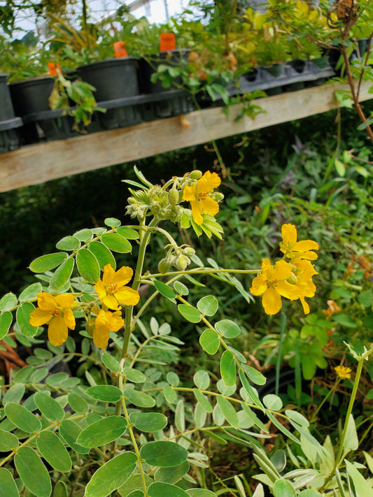 Senna lindheimeriana --Velvet-Leaf Senna--