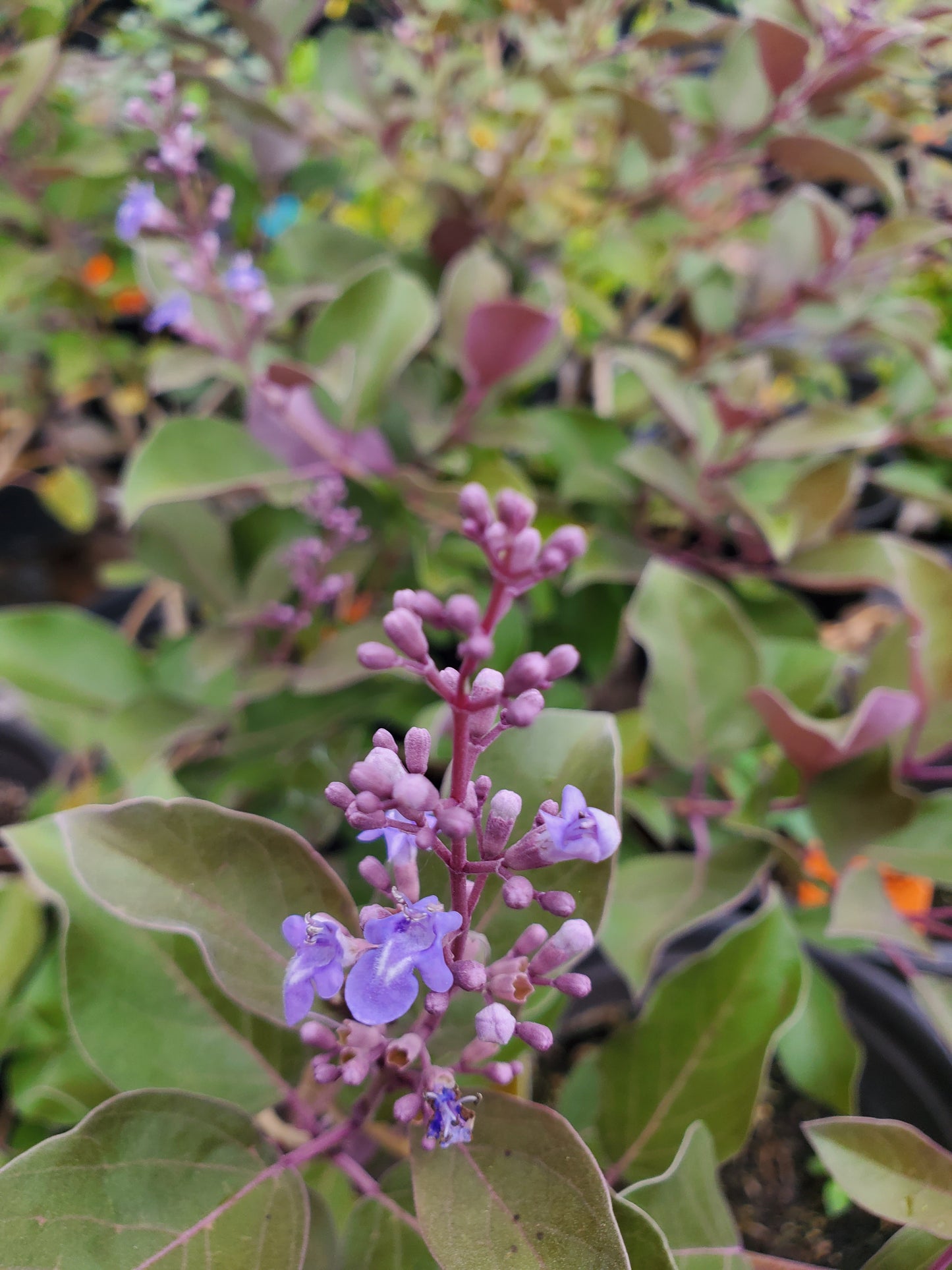 Vitex Trifolia 'Purpurea' --Arabian Lilac--
